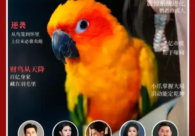 重生鹦鹉：总裁的异鸟老公（80集）卞菁＆郭嘉铭海报