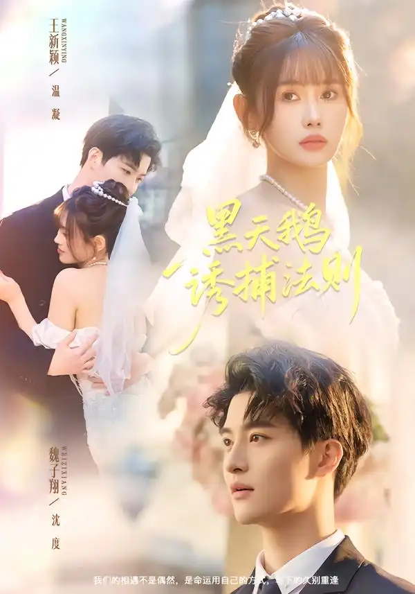 黑天鹅诱捕法册（80集）魏子翔＆王新颖海报